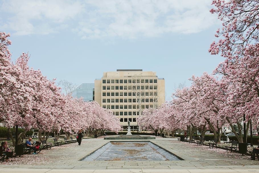 white painted establishment shot through statue surrounded by Cherry Blossoms HD wallpaper