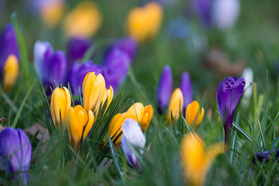 selective focus photography of yellow and purple petaled flower HD wallpaper