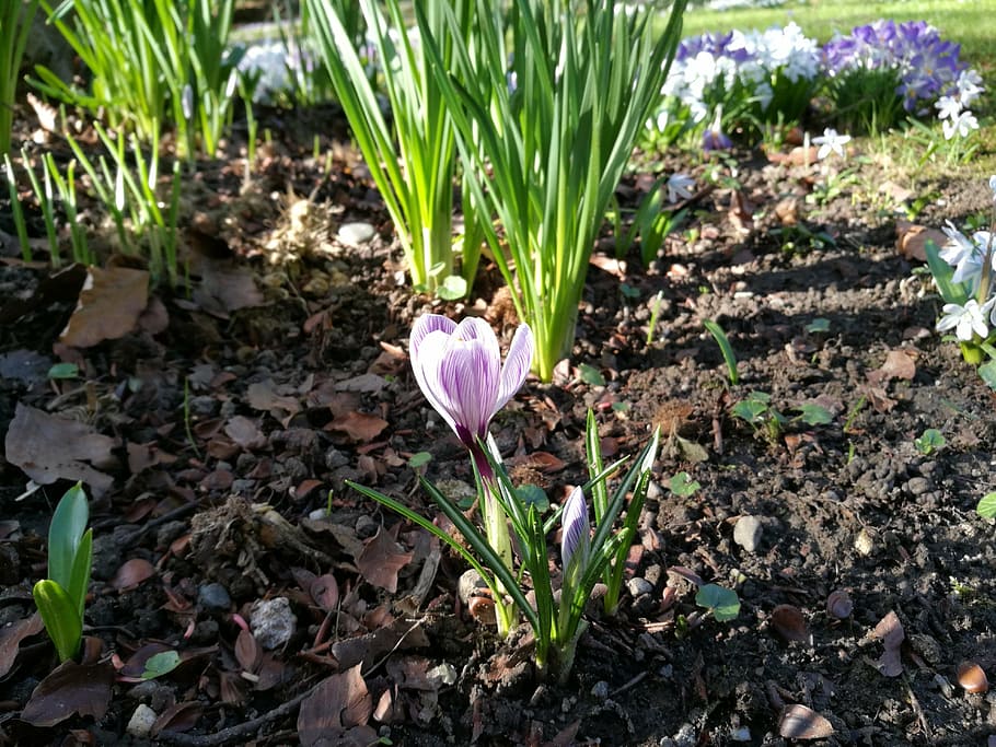 spring, plant, crocus, purple, white, garden, bloom, flowering plant HD wallpaper