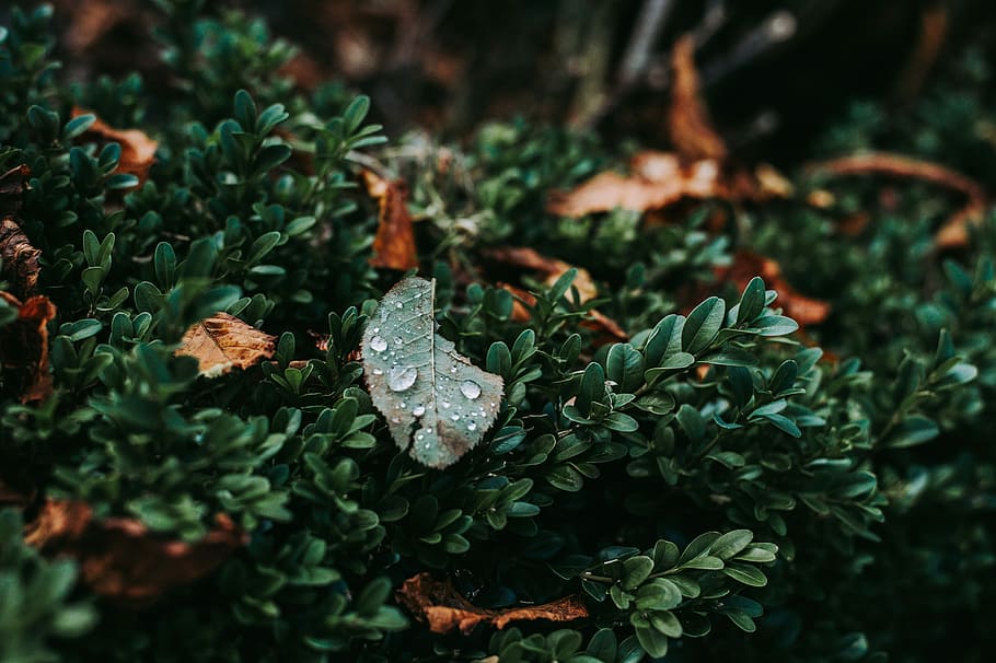green leaves with water dew at daytime, shallow focus photography of green plant HD wallpaper