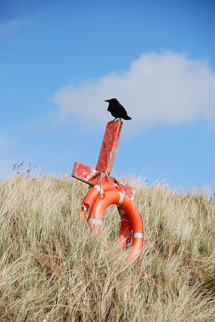 Save, Cross, Bird, Beach, save cross, sky, cloud - sky, grass HD wallpaper