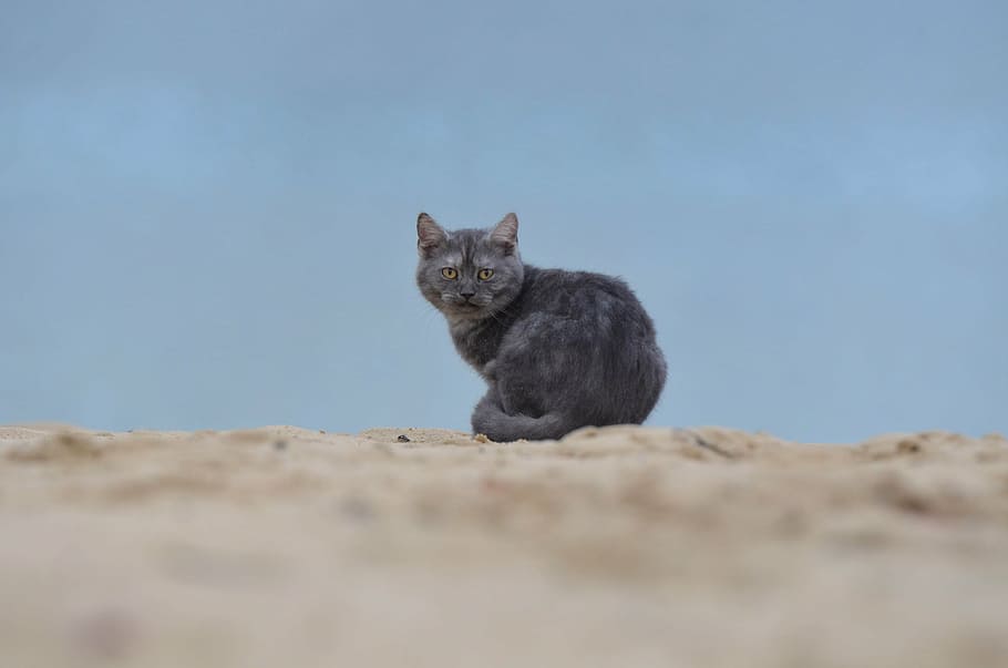 cat, beach, young cat, mammal, animal, animal themes, one animal HD wallpaper