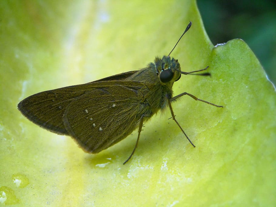 butterfly, brown, leaf, green, insect, invertebrate, one animal HD wallpaper