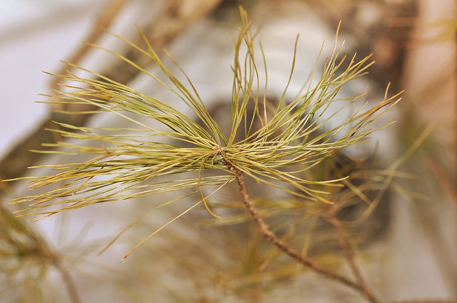 Pine, Conifer, Branch, pine branch tip, pine needles, close HD wallpaper