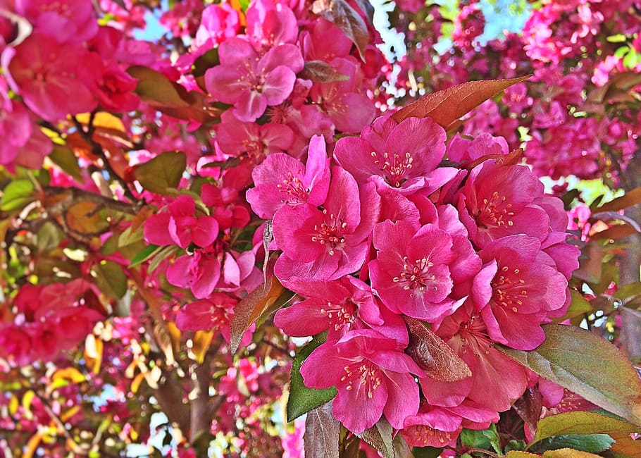spring, bloom, flower, color, blossom, flowering plant, pink color HD wallpaper