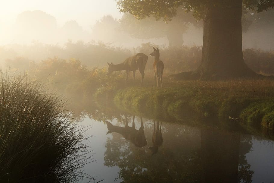 brown animal near body of water, photography of animal near tree HD wallpaper