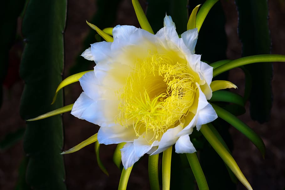 close-up photo of white and yellow Cereus flower, fruits, dragon, HD wallpaper