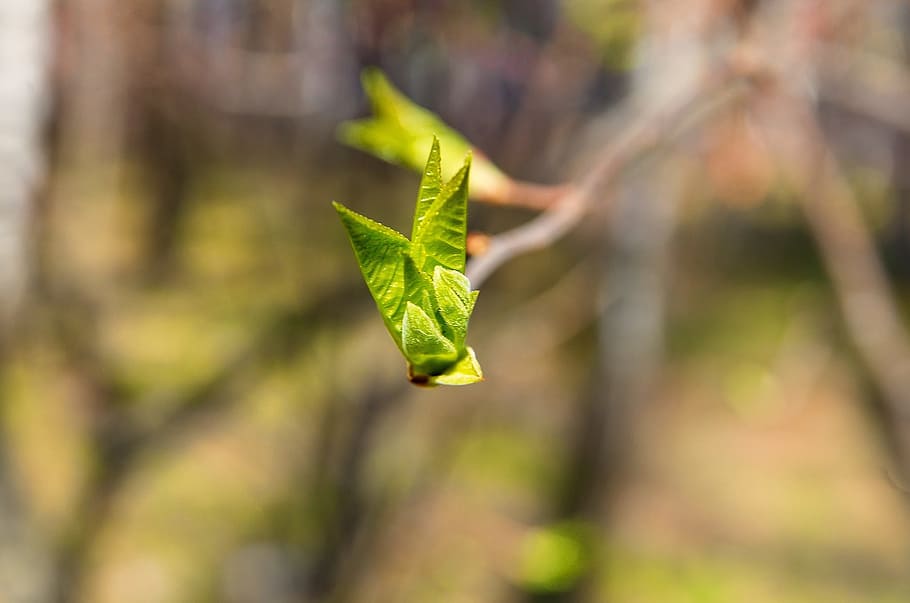 Spring, Sheet, Branch, Nature, Tree, green, green leaves, closeup HD wallpaper
