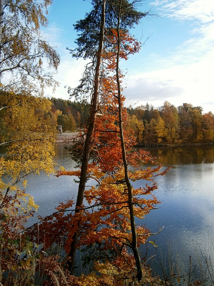 autumn, tree, leaves, deciduous tree, water, water-level, nature HD wallpaper