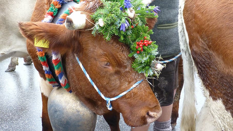 allgau, pfronten, viehscheid, cows, tradition, headdress, cattle HD wallpaper