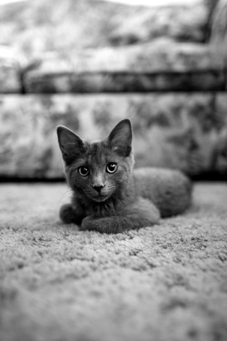 gray cat sitting on cloth, cat laying on carpet near sofa, kitten