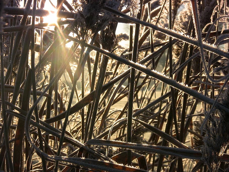 ice, reed, cold, winter, frozen, sunny, teichplanze, sunlight HD wallpaper