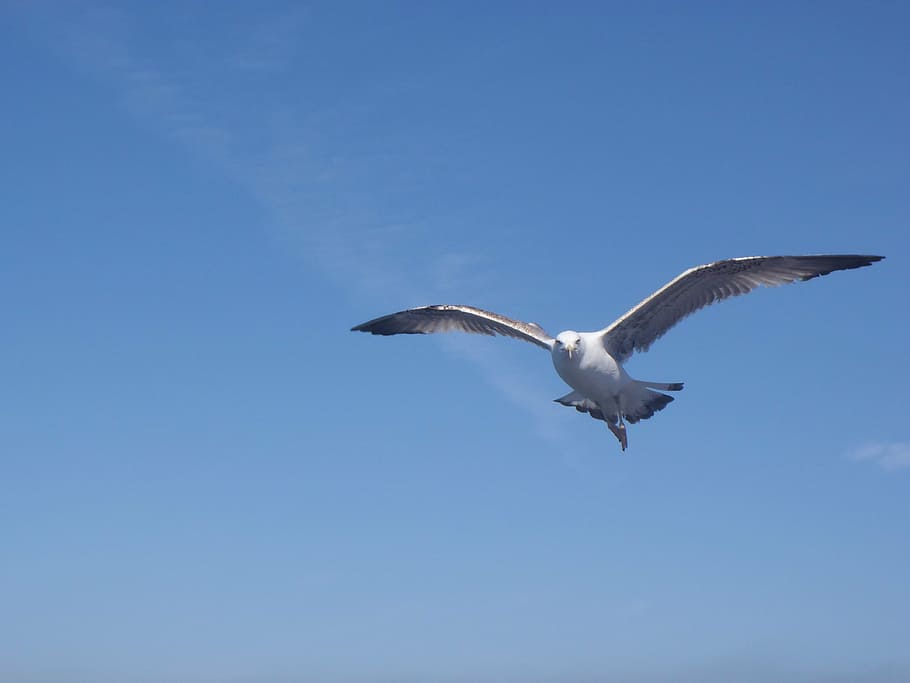 bird, seagull, istanbul, flying, animals in the wild, spread wings HD wallpaper