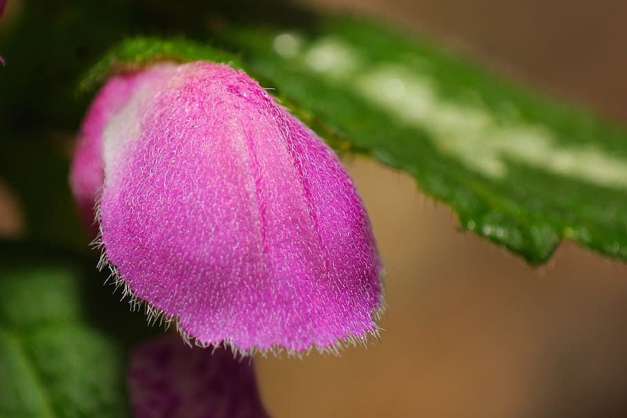 mini, blossom, bloom, macro, pink, small flower, pollen, pistil HD wallpaper