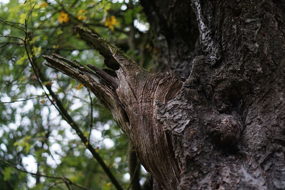 log, branch, canceled, old, wood, bark, tree, aesthetic, nature HD wallpaper