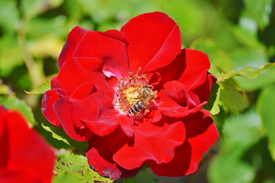 bee, insect, blossom, bloom, pollination, pollen, nectar, flower HD wallpaper