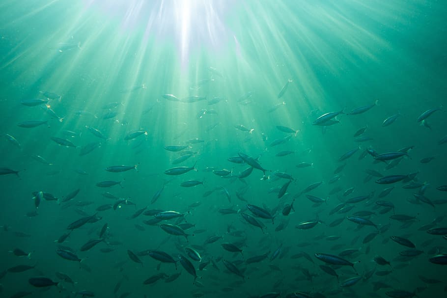 school of fish, sea, background, ocean, waters, nature, tropical HD wallpaper