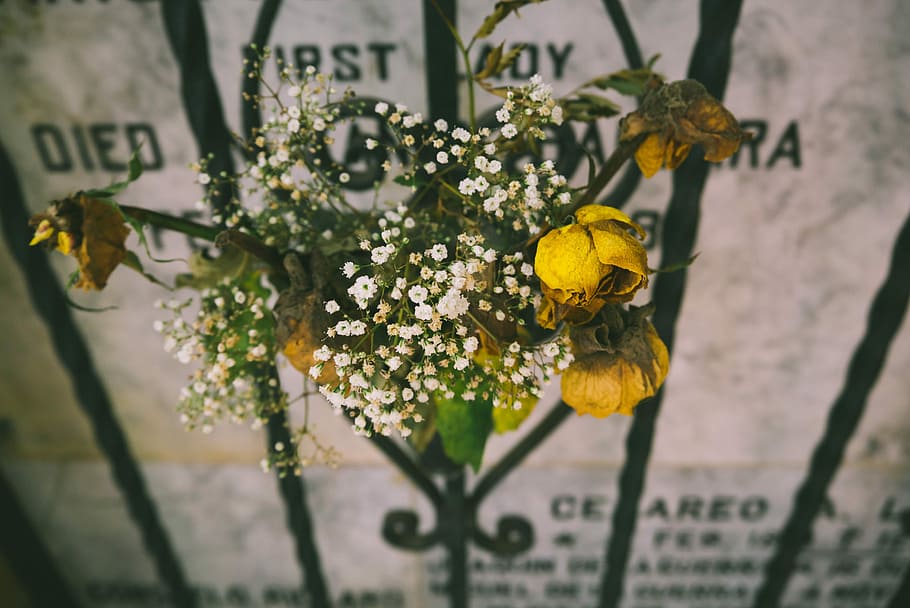 yellow rose on black metal frame, closeup photographyof baby's breath flowers and yellow rose flowers bouquet hang on black wrought iron grille HD wallpaper