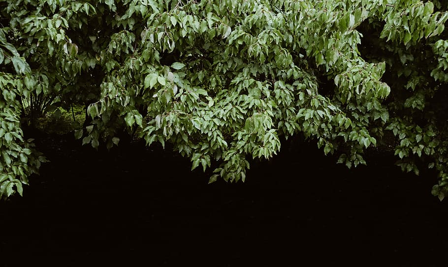 green leaves, green leafed plants, tree, bush, woodland, nature HD wallpaper