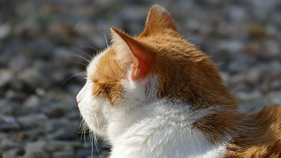 cat, sun, light, relaxed, peaceful, mieze, heat, summer, rest HD wallpaper