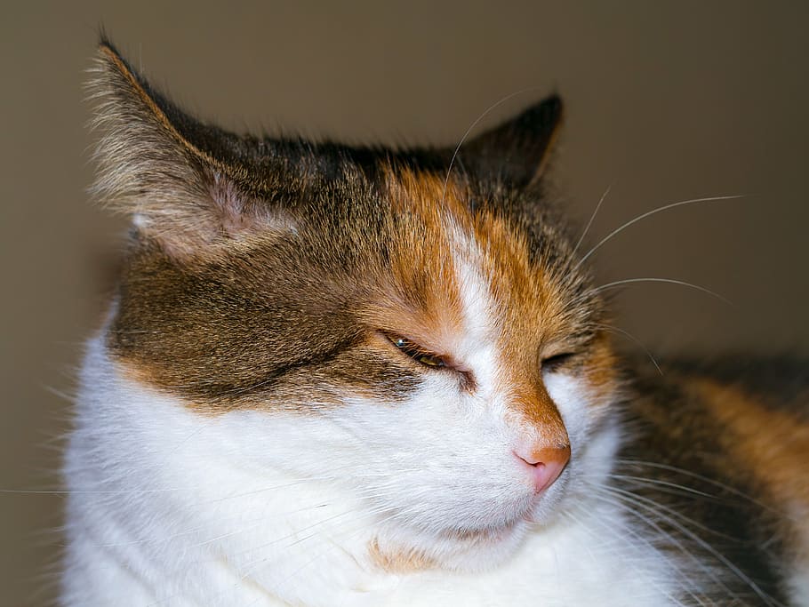 view, eye, cat, look, lucky cat, face, iris, satisfied, quiet HD wallpaper