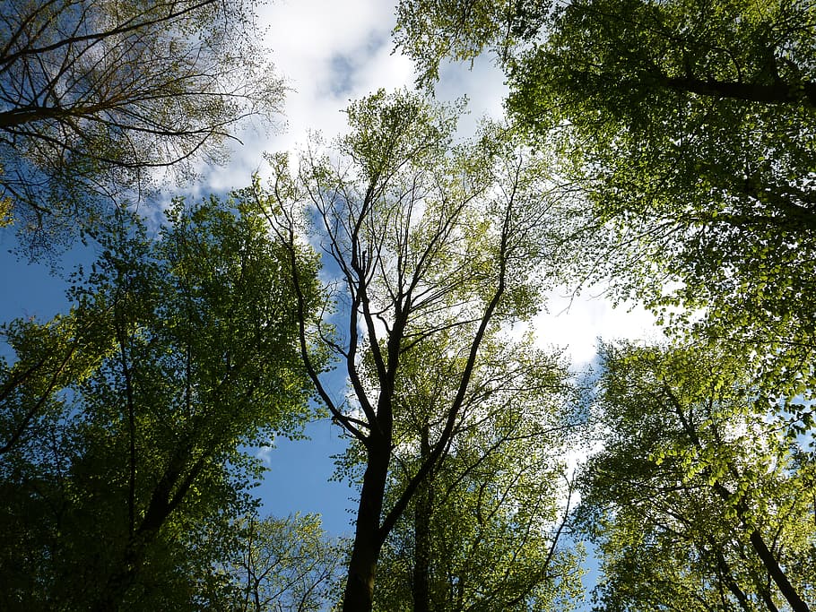 Forest, Green, Blue, Clouds, sky, tree, nature, low angle view HD wallpaper