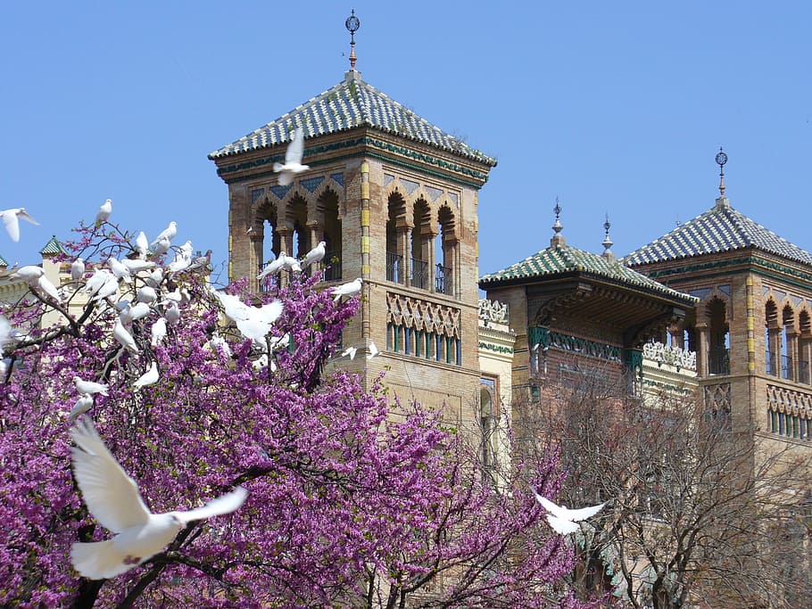 doves, flight, seville, architecture, famous Place, built structure HD wallpaper