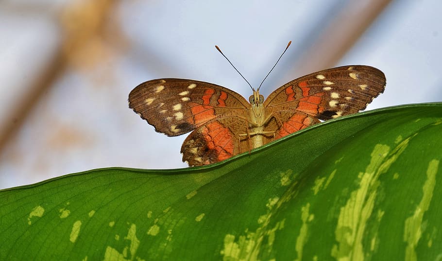 butterfly, insect, animal, cocoon, macro, wildlife, wings, black