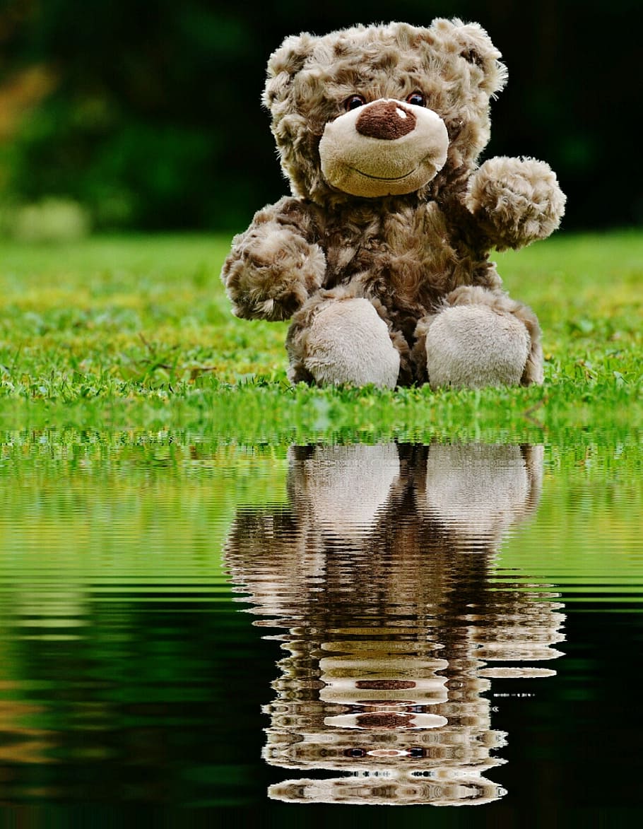 teddy, soft toy, mirroring, water, bank, stuffed animal, teddy bear, HD wallpaper