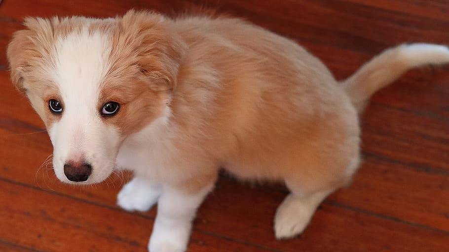pup, cute, sitting, one animal, animal themes, domestic, pets HD wallpaper