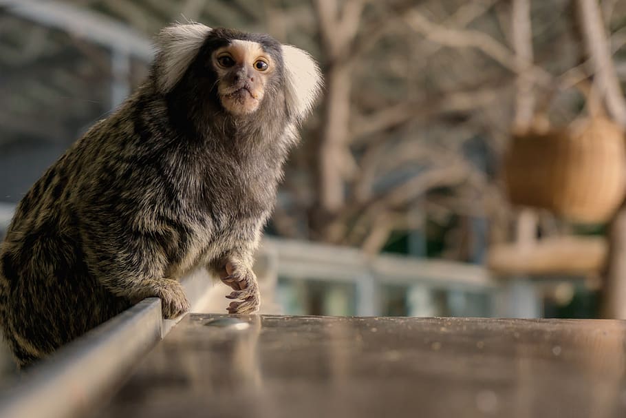 monkey, sweet, animal, one animal, animal themes, mammal, selective focus HD wallpaper