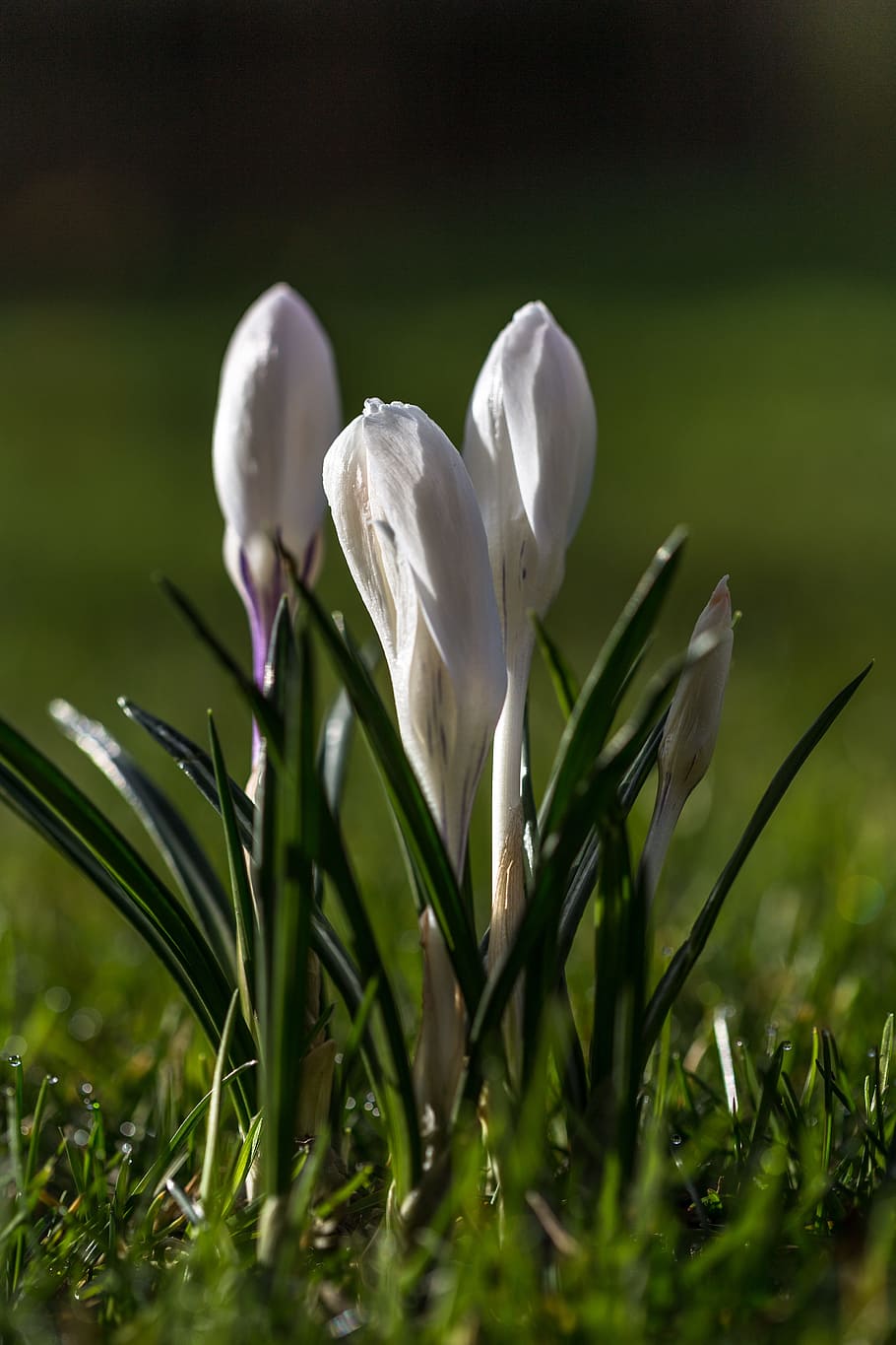 Crocus, Flower, Spring, Blossom, Bloom, white, plant, white color HD wallpaper