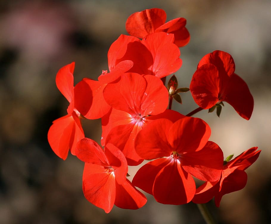 red flowers shallow focus photography, geranium, annual, pelargonium HD wallpaper