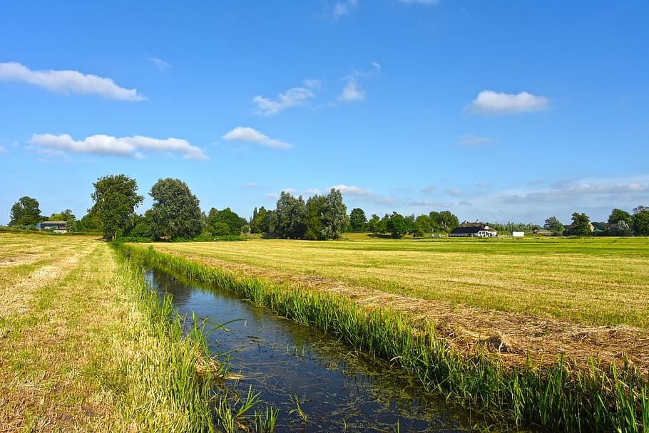 green grass field, water, ditch, rural, countryside, dutch landscape HD wallpaper
