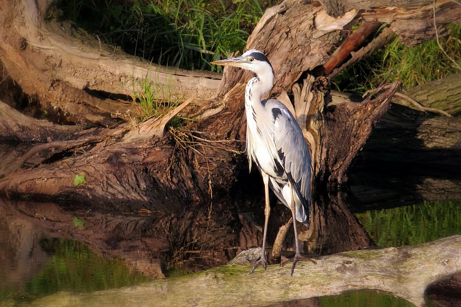 bird, heron, grey heron, animals in the wild, animal wildlife HD wallpaper