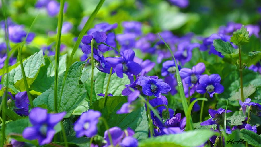 Violet, Flower, Spring, purple, growth, beauty in nature, fragility HD wallpaper