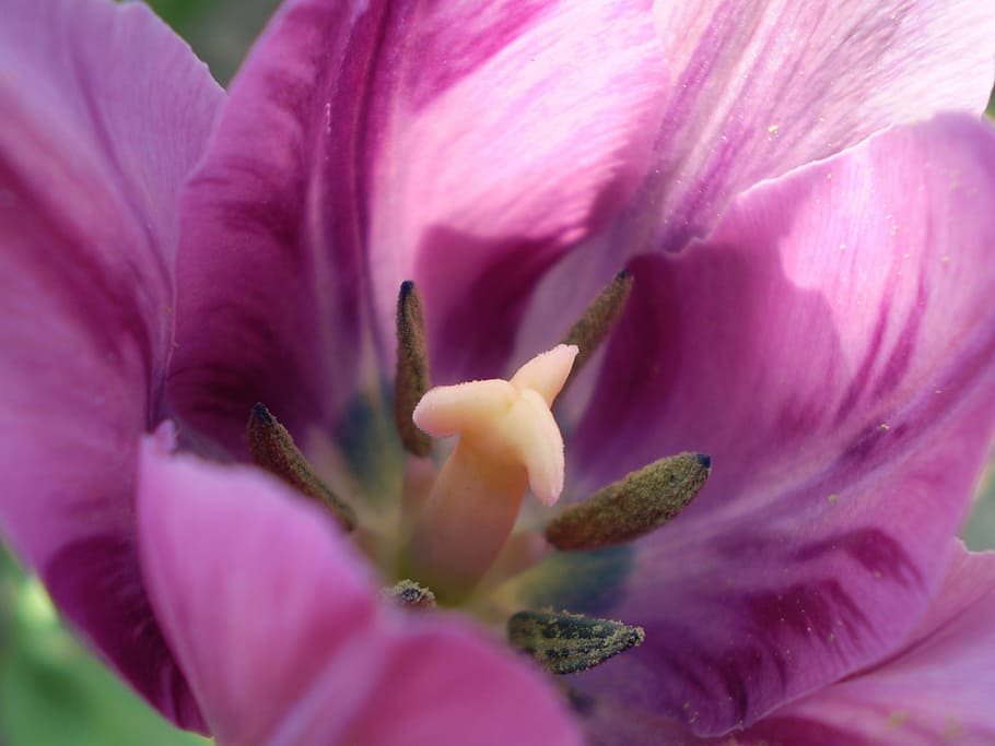 flower, violet, eco, flowering plant, freshness, beauty in nature HD wallpaper
