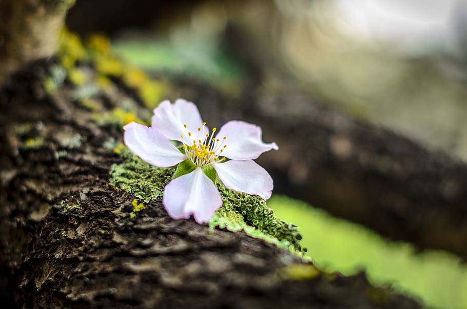 almond flower, almond bloom, garden, color, plant, blossom, HD wallpaper