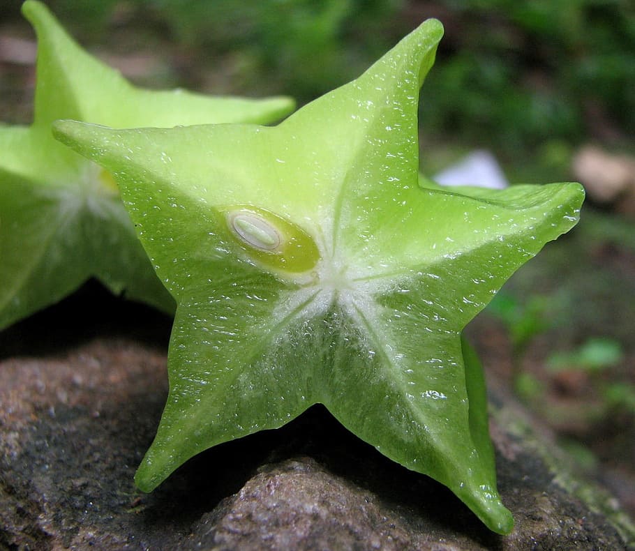 Star Fruit, Averrhoa Carambola, oxalidaceae, common sorrel plant, HD wallpaper