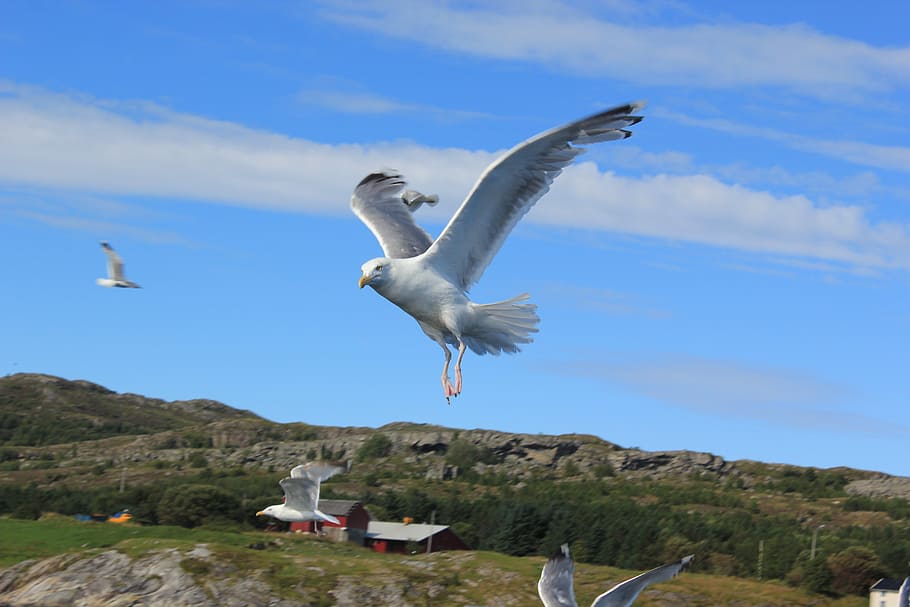 seagull, water, wave, north sea, water bird, wind, holiday HD wallpaper