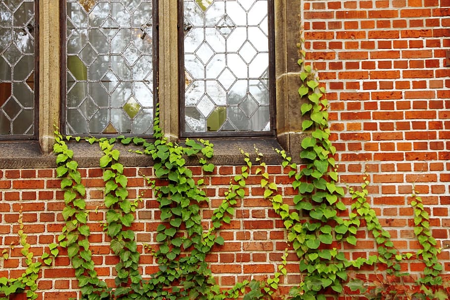 green leaf vine plants climbing on window, windows, walls, ivy