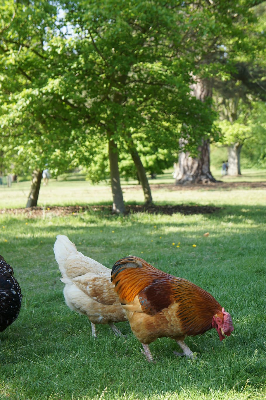 chicken, hen, poultry, farm, bird, animal, agriculture, food
