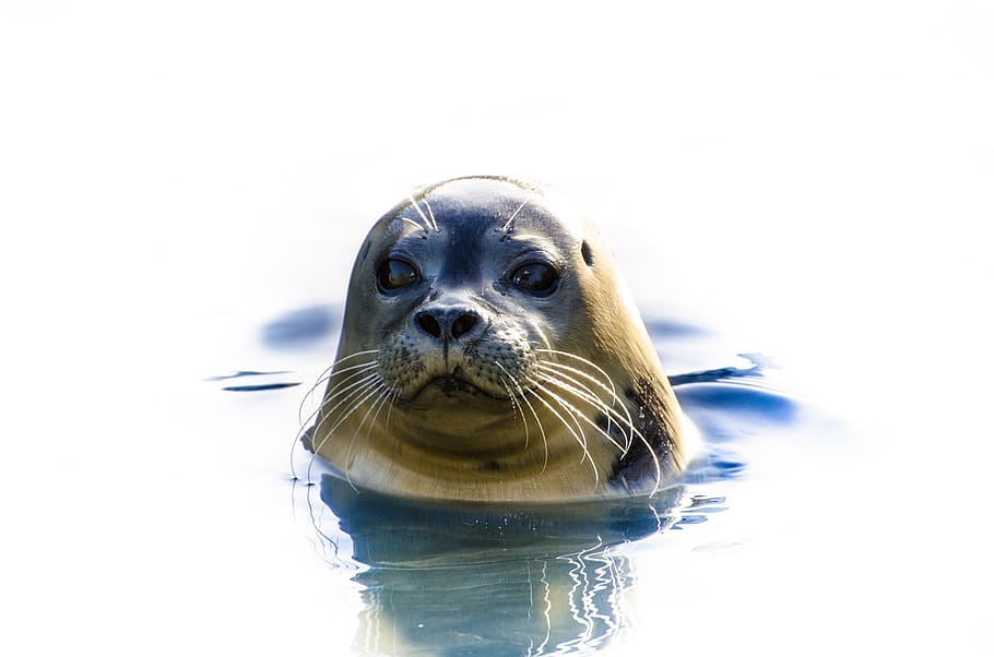 seal swimming in body of water, grey, animal, north-sea, wild-animal, HD wallpaper