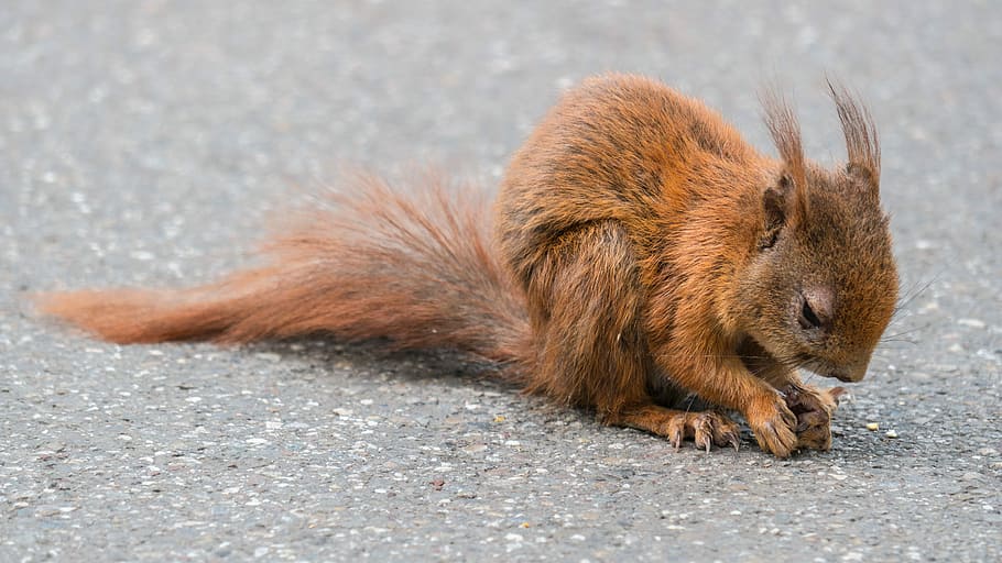 brown squirrel on gray pavement surface, foraging, cute, animal HD wallpaper