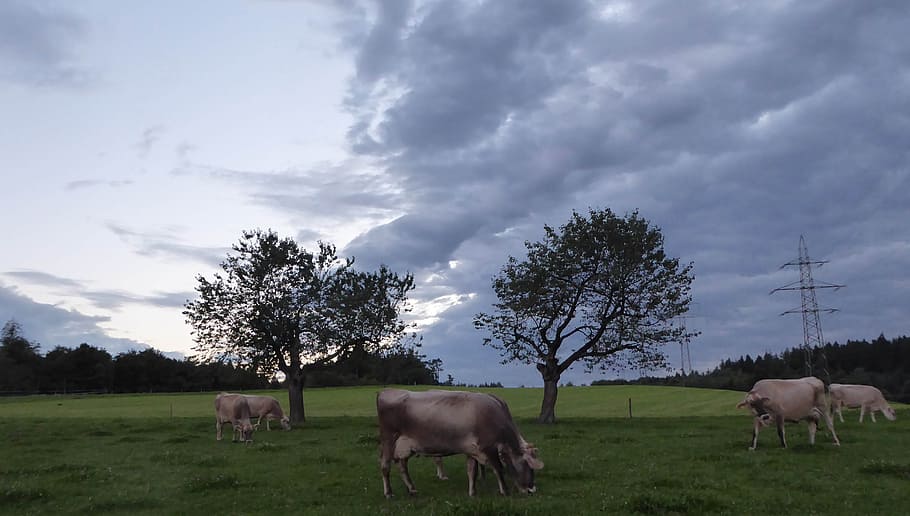 landscape, animals, evening, livestock, mammal, domestic animals HD wallpaper