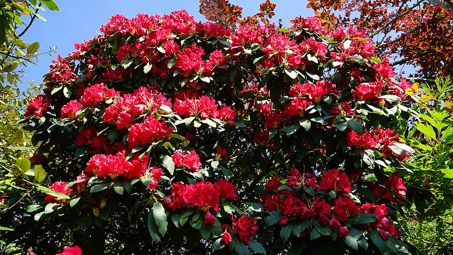 bloom, red, green, blooming, natural, season, flower, floral HD wallpaper