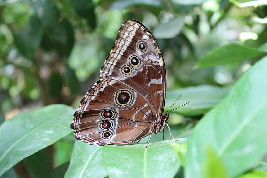 Butterfly, Moth, Close, Insect, Peacock, one animal, animal themes HD wallpaper