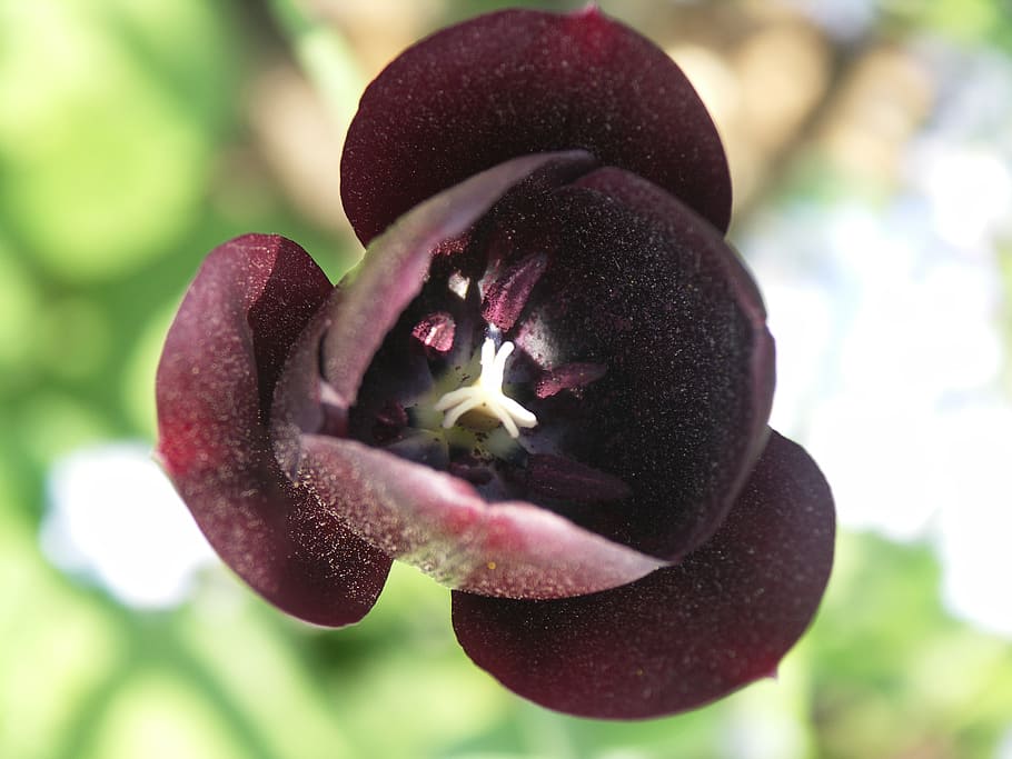 tulip, black, flower, growth, close-up, plant, freshness, beauty in nature HD wallpaper