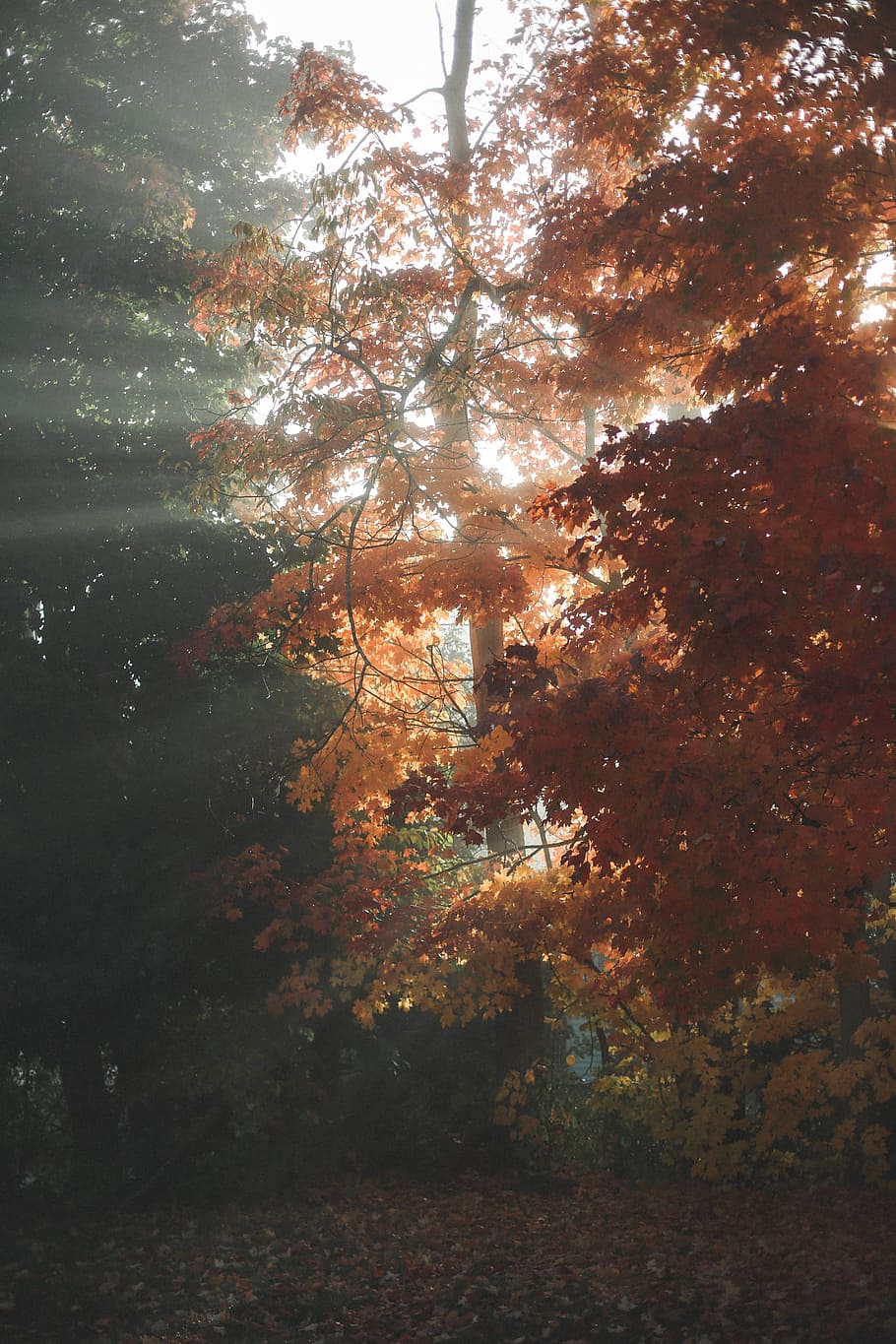 trees, plants, nature, forest, leaf, fall, autumn, beauty in nature HD wallpaper