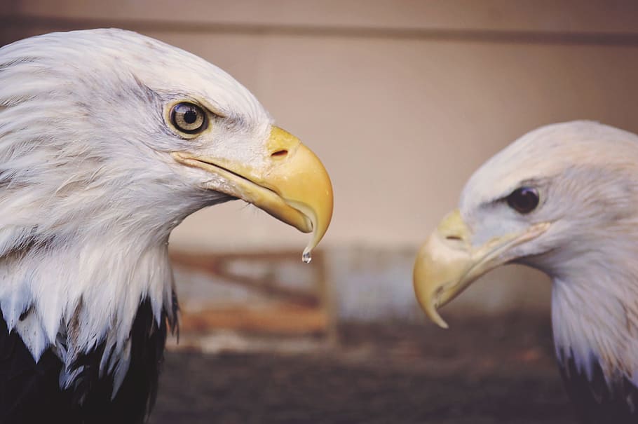 American Eagles during daytime, water drop on bald eagle's beak HD wallpaper